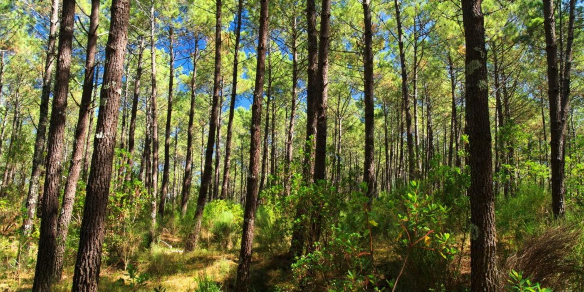 landes-paysage-1170x550-1920x960.jpg